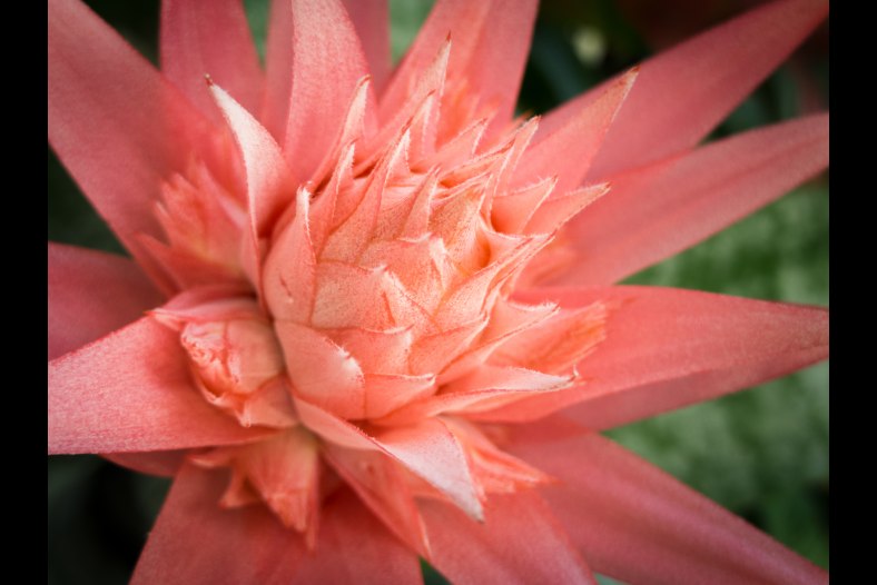 Beauty Blossoms Pink